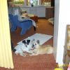 patch im neuen zuhause